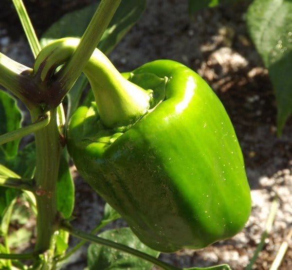 Bell sweet pepper basking in the sun