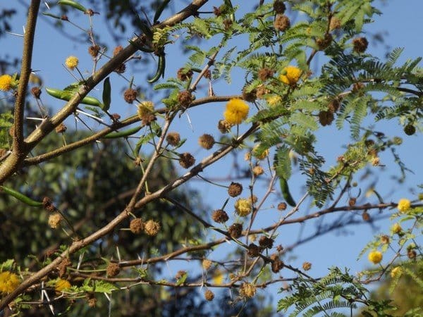 My cassie/acacia tree is still blooming after a month.  You can see the dried flowers, too.