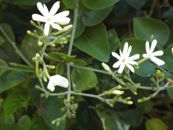 Sweet jasmine azoricum with a hint of vanilla