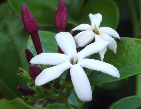 Pink bud jasmine, inferior for perfumery