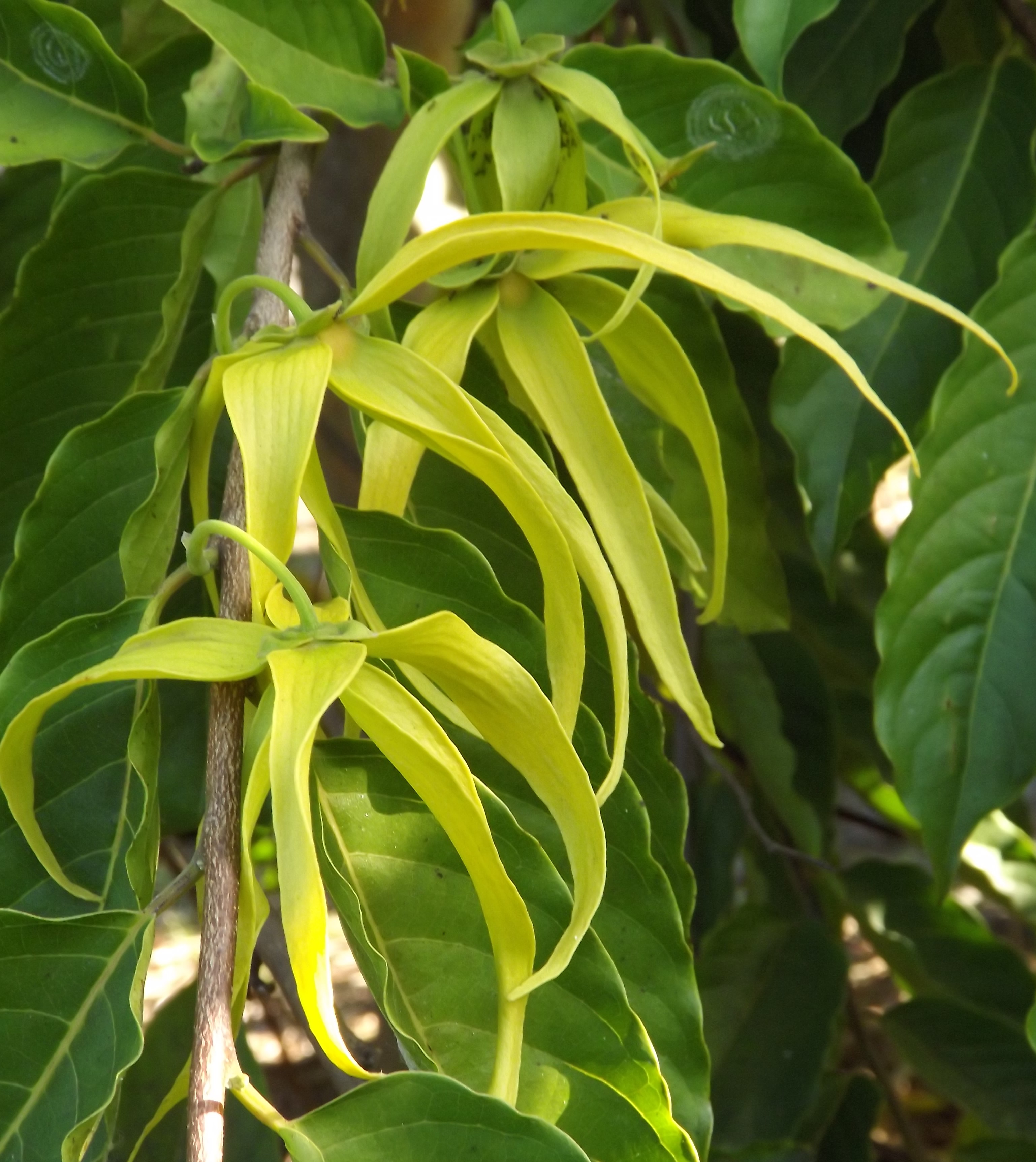 The ylang ylang tree is still flowering!  These green flowers slowly ripen over days to a deep yellow with a red throat.  That will be when their scent is at its best.