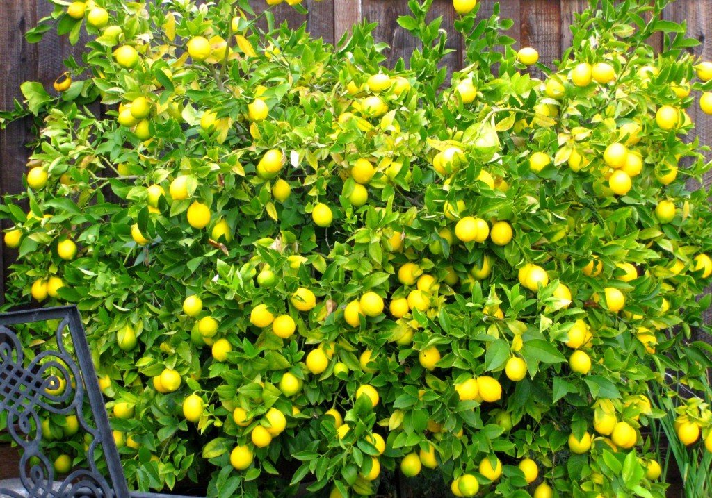 Meyer lemon tree with a typical load of fruit!