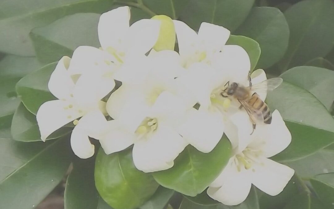 Ask the Perfumer 4/21/2013 Of Bees and Saunas