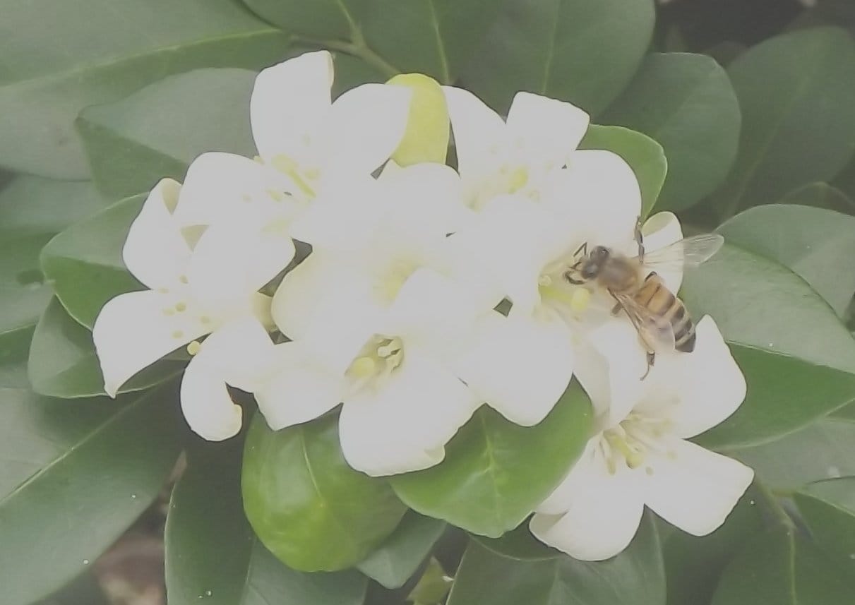 bumblebee feasting on delicious, fragrant orange jasmine flowers
