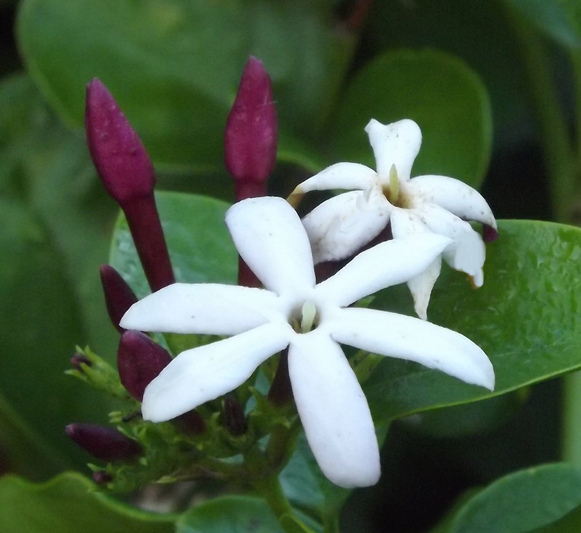 Jasminum azoricum growing in Anya's Garden, Miami