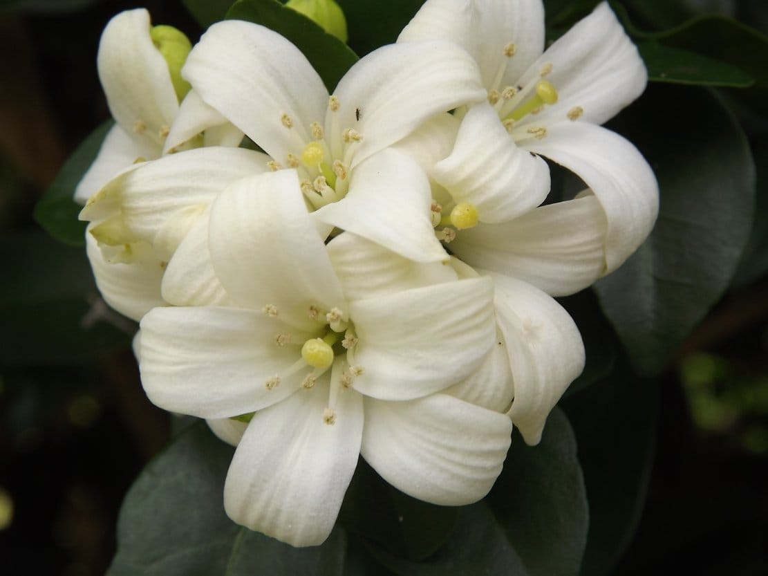 orange jasmine, a garden buffet