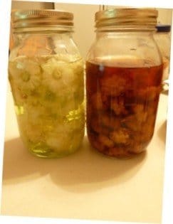 jasmine sambac tincture