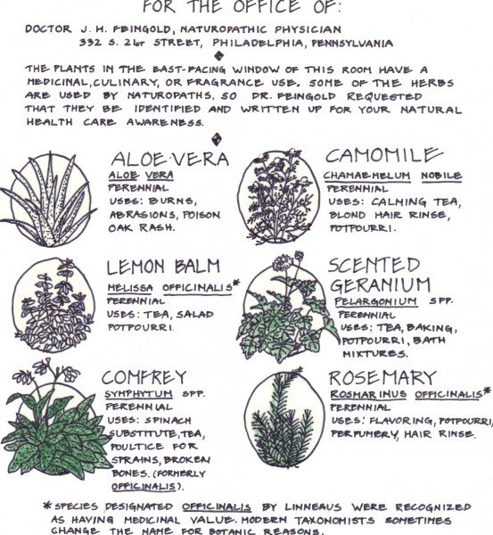 Considering Illustrations Like These for Perfume From Your Garden book