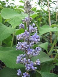 cornutia grandifolia leaves and flowers closeup