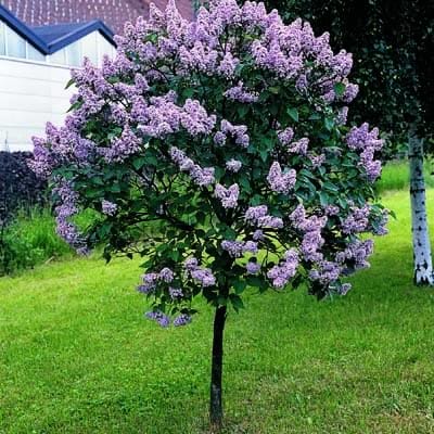 Ask the Perfumer forum and Tropical Lilac! 12/8/2013