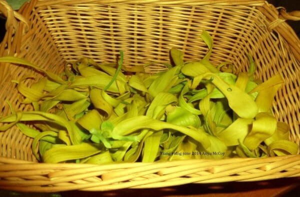 Ylang Ylang Tincture is Gorgeous!