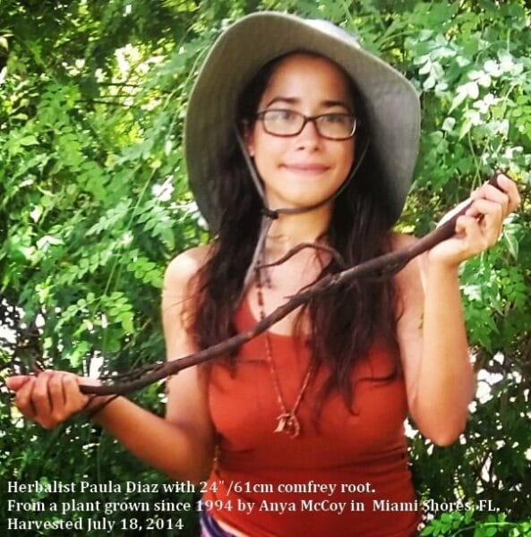 the longest comfrey root I've ever seen, held by Paula Diaz