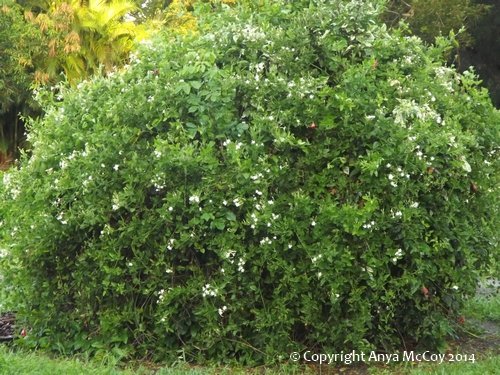 Jasmine azoricum vine covering huge hibiscus shrub. Look closely to see some red hibiscus flowers peeking out.