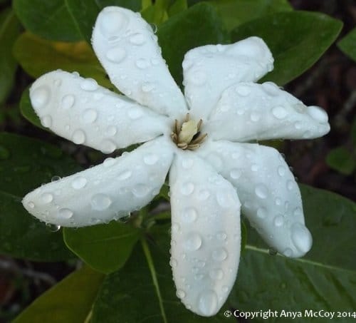 Tahitian gardenia flower aka Tiare flower, heavy with morning dew
