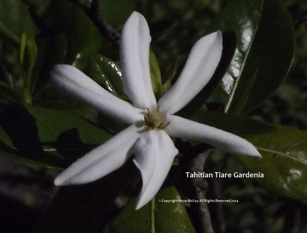 The Tahitian Tiare Gardenia is still dewy.