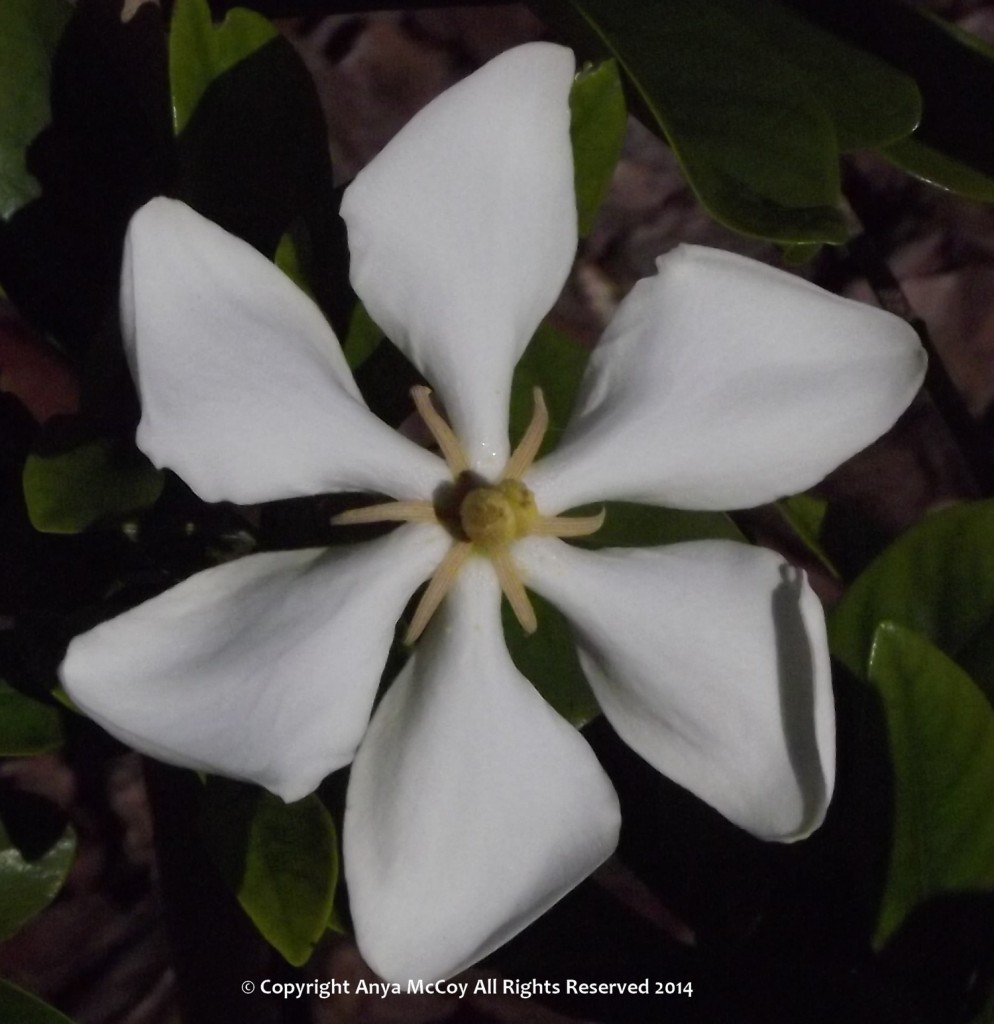 Vietnamese gardenias are so architectural, I love them! 