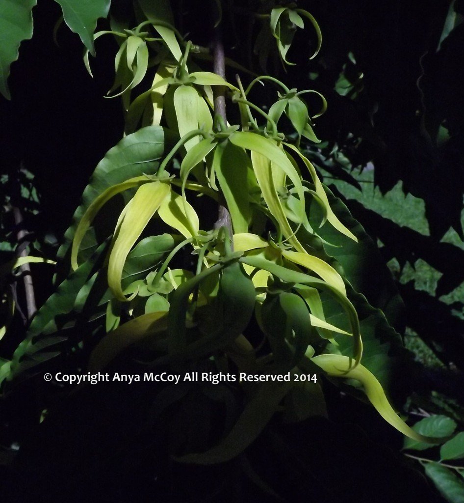 The flowers typically grow in deep shade in the interior of the tree, nestled under huge branches with huge, sheltering leaves. This cluster is on the east/morning side of the tree, and is a little more sun-loving.