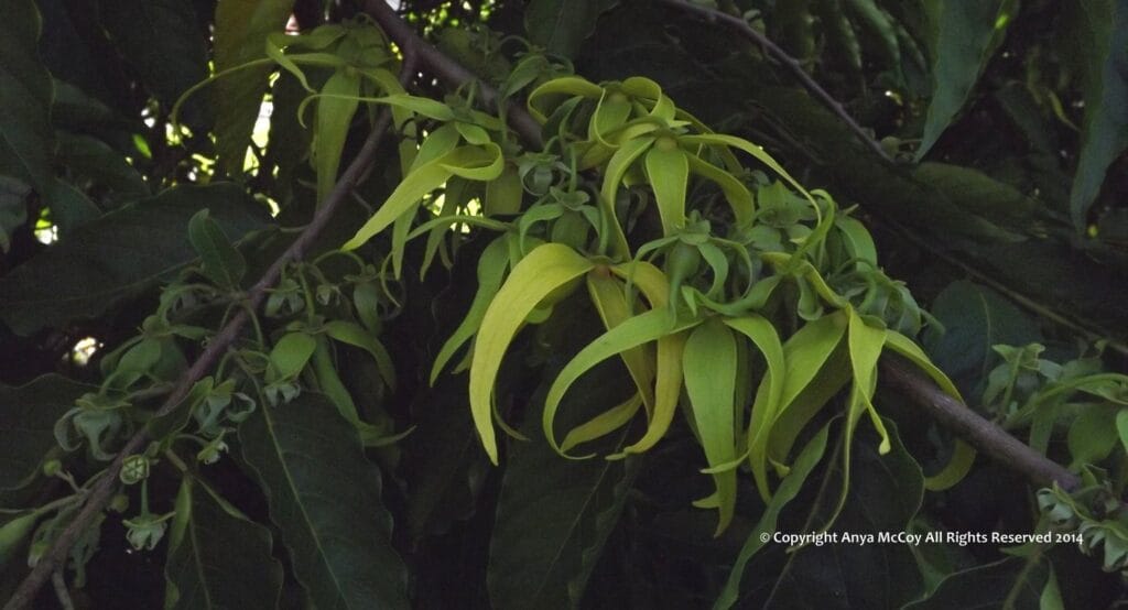 Ylang flowers ripen at different rates, so harvesting is carried out in the morning and at night, for months on end. There are numerous clusters like this all over the tree, providing a huge harvest