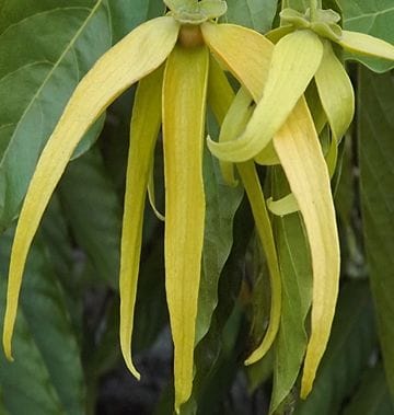 Ylang Tincture is a Beautiful Perfume
