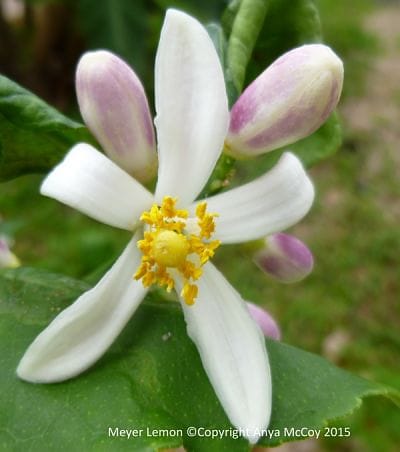 Close up of Meyer Lemon flower.