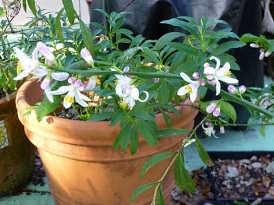 Perfume of Meyer Lemon and Labdanum Frolic Together