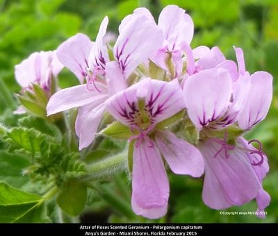 Attar of Roses Geranium Perfume Plant