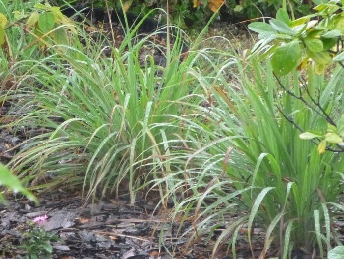 West Indian lemongrass, C. citratus, with wider leaves, rounded growth habit.