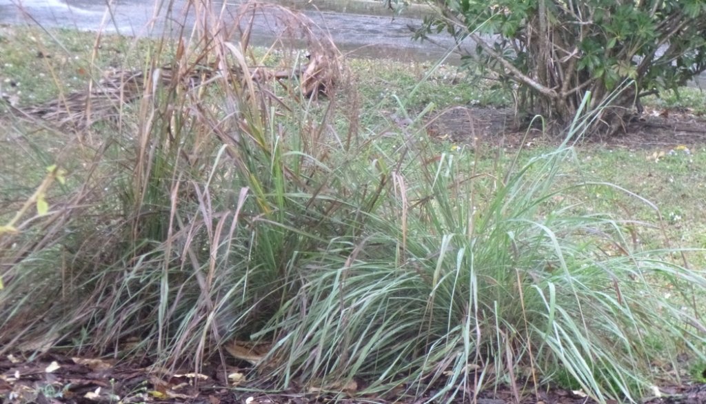 C. flexuosus with seed stalks and seed head.