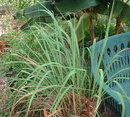Best Lemongrass Oil for Making Perfume