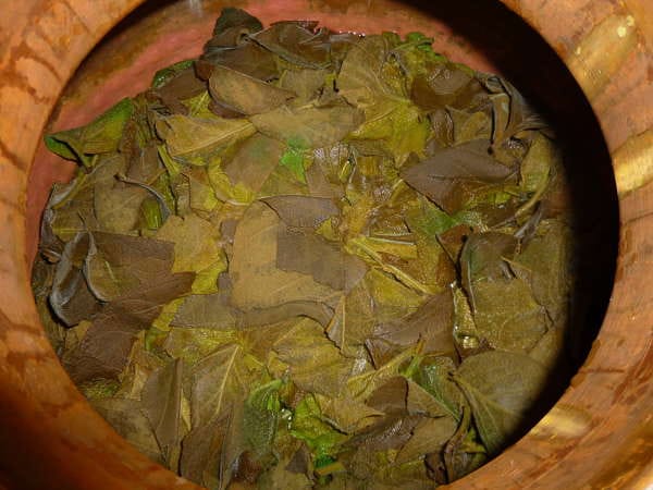 The spent Cornutia leaves after the distillation is over. Looking down into the retort pot. We were surprised at the green leaves that survived the heat.