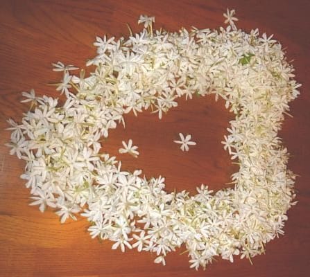jasmine auriculatum flowers arranged into a heart shape
