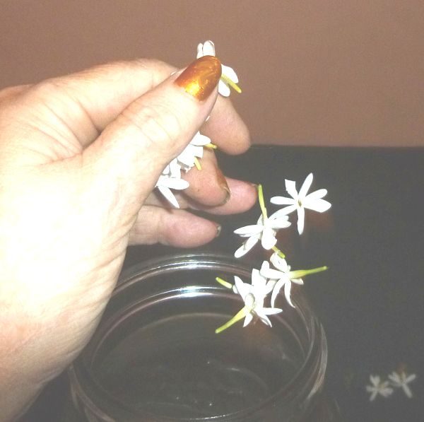 Dropping some jasmine auriculatum flowers into the alcohol.