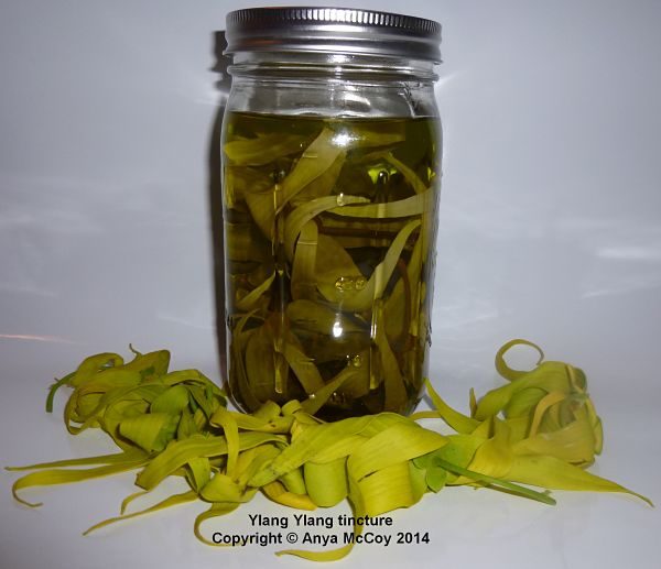 Yellow ylang ylang flowers turn the tincture green, and get darker with each recharge. The scent is very, very strong! Beautiful