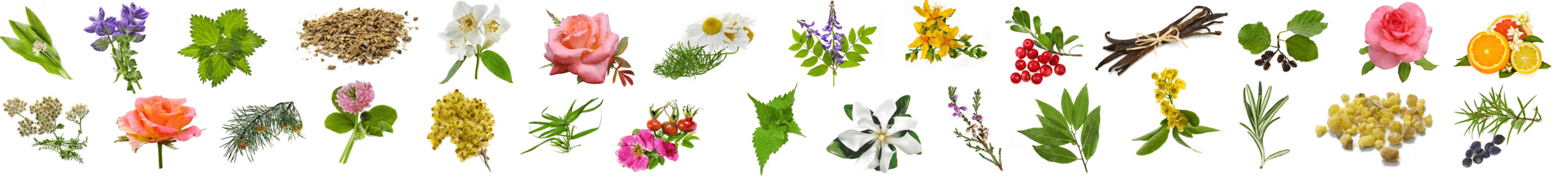 Anya's Garden Perfume Notes Header - Various Aromatic Botanicals